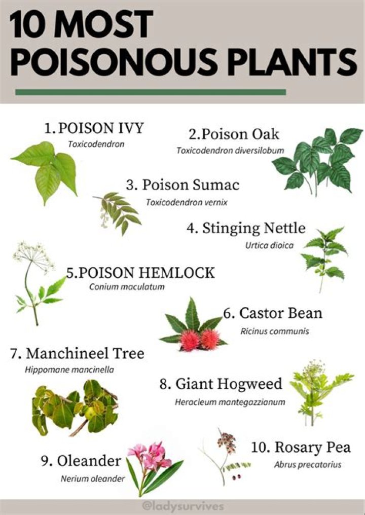Is the shrimp plant poisonous?