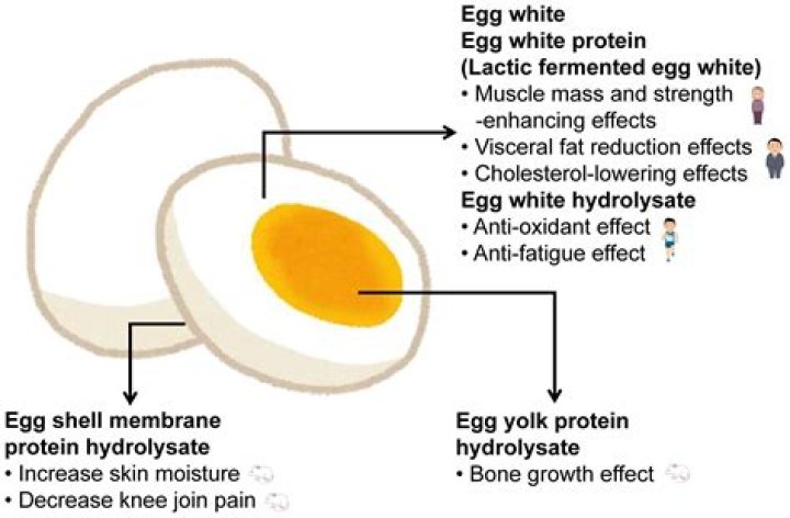 Is the yolk the most nutritious part of the egg?