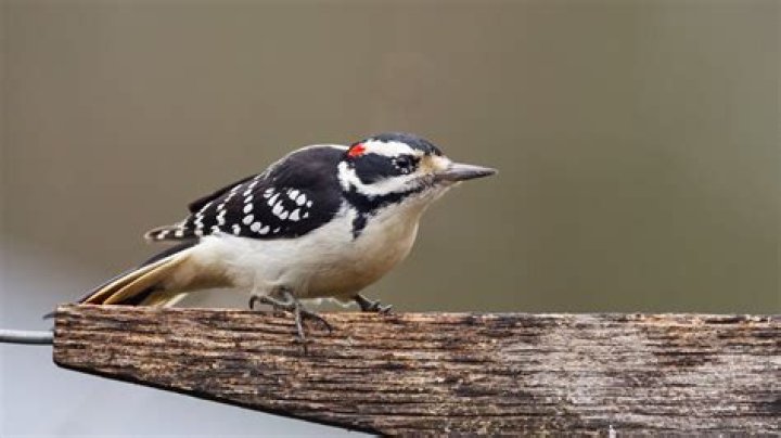 Is there a black and white striped woodpecker?