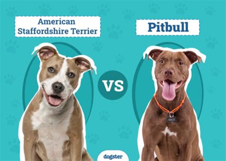 Is there a cross between a pitbull and a Poodle?