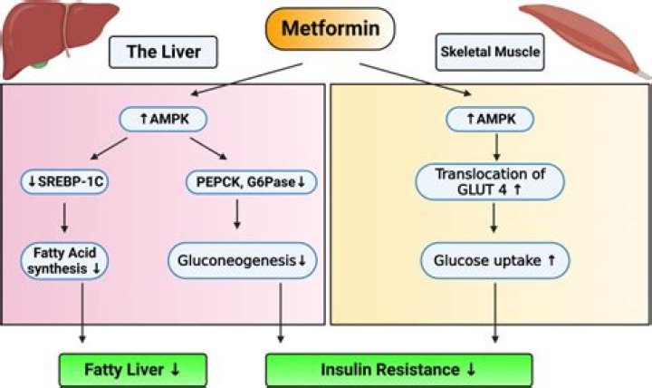 Is there a difference between metformin and glumetza?