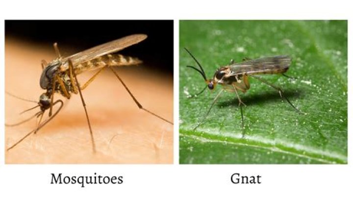 Is there a difference between midges and mosquito?