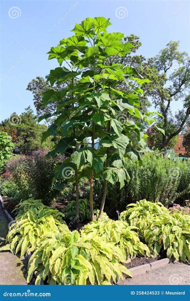 Is there a market for paulownia trees?