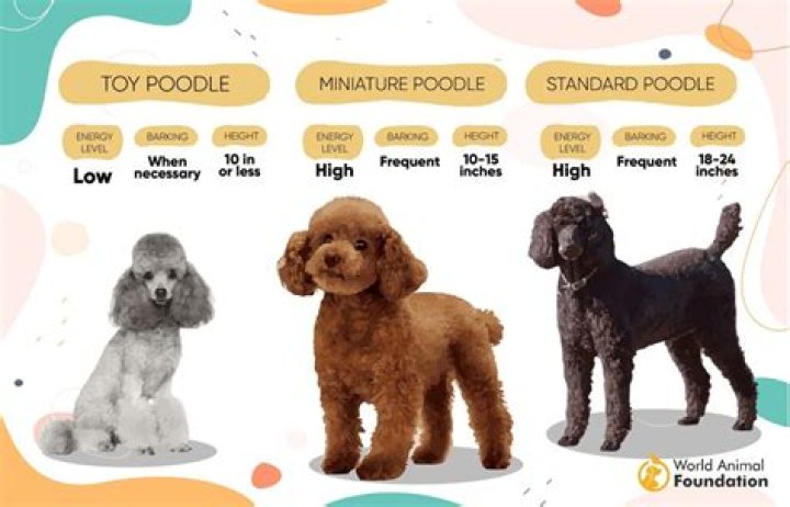 Is there a royal standard poodle?
