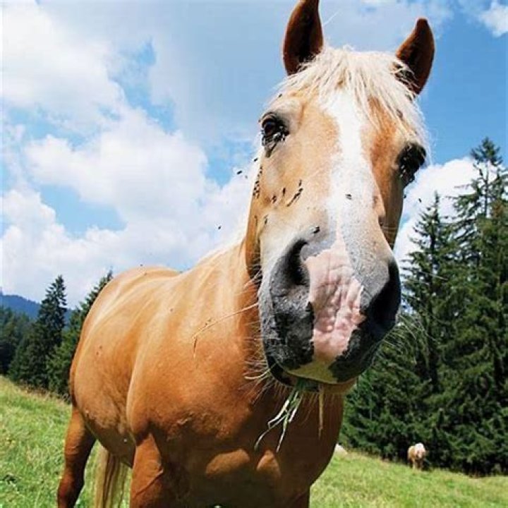 Is there a season for horse flies?