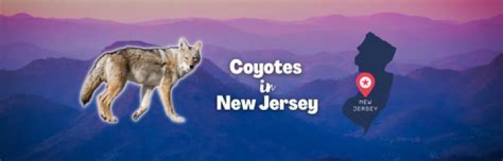 Is there a season on coyotes in New York state?