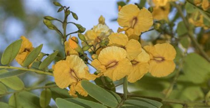 Is there a yellow jacaranda tree?