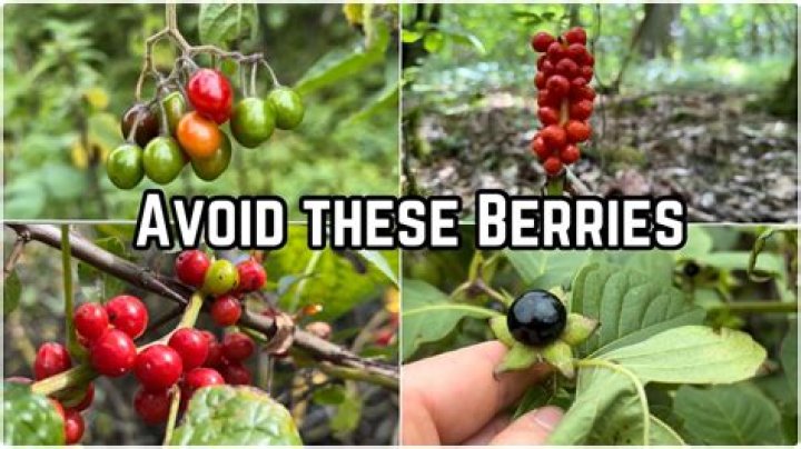Is there poisonous berries in Ontario?