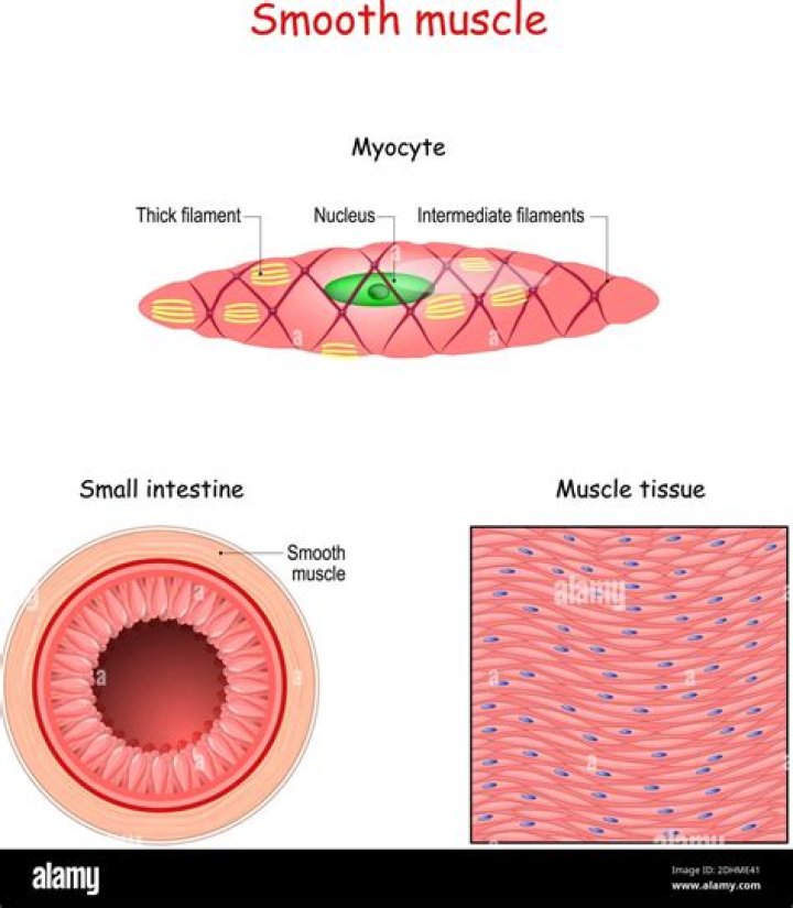 Is there smooth muscle in the intima?