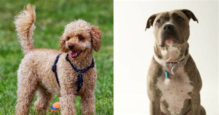 Is there such thing as pit bull Poodle mix?