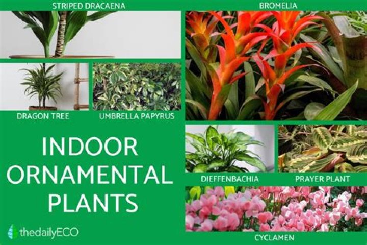 Is tobacco an ornamental plant?