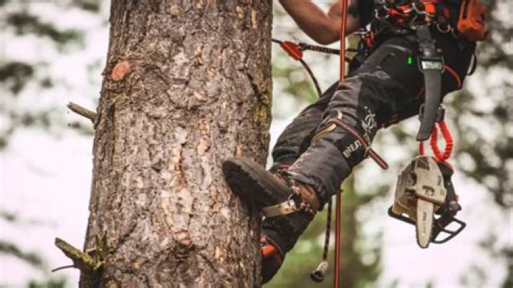 Is Tree Climbing bad for trees?