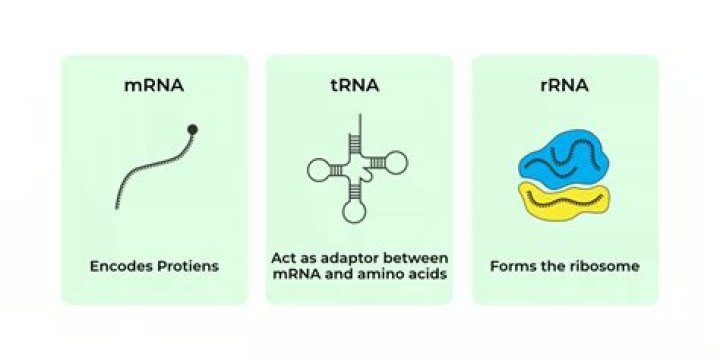Is tRNA anticodon the same as DNA?