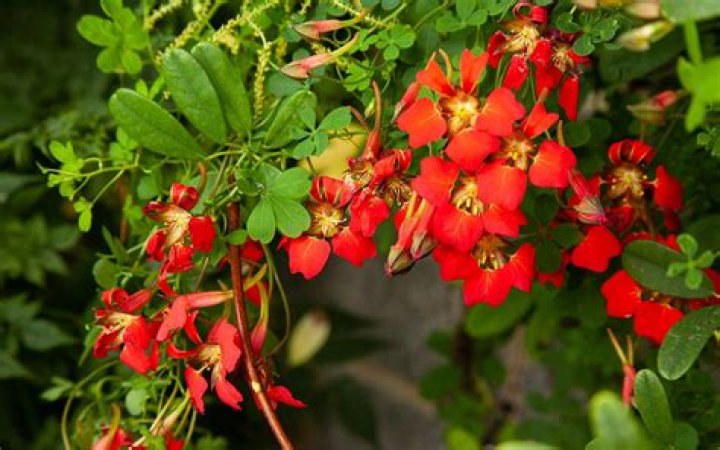 Is Tropaeolum speciosum a tuber?
