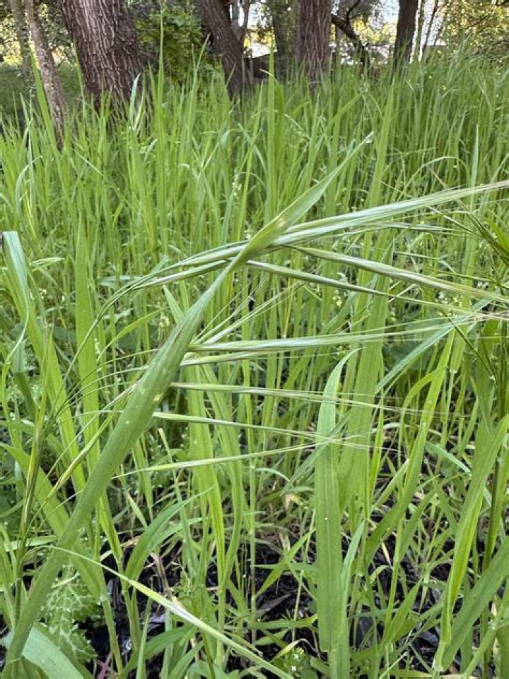 Is umbrella grass invasive?