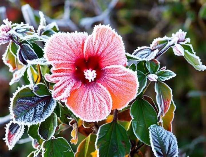 Is Villosa Lilac frost hardy?