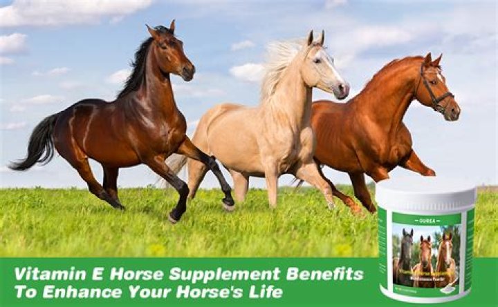 Is vitamin E good for horses?