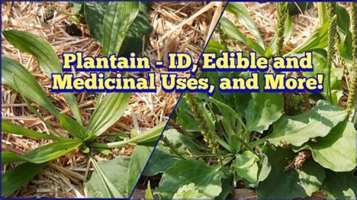 Is water plantain edible?