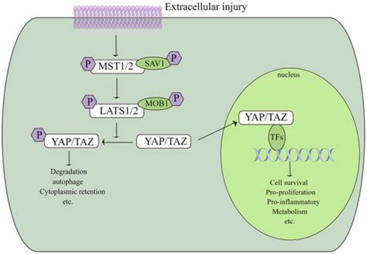Is YAP a transcription factor?