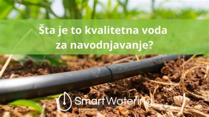 Kada je potrebno navodnjavanje mladih zasada borovnice?