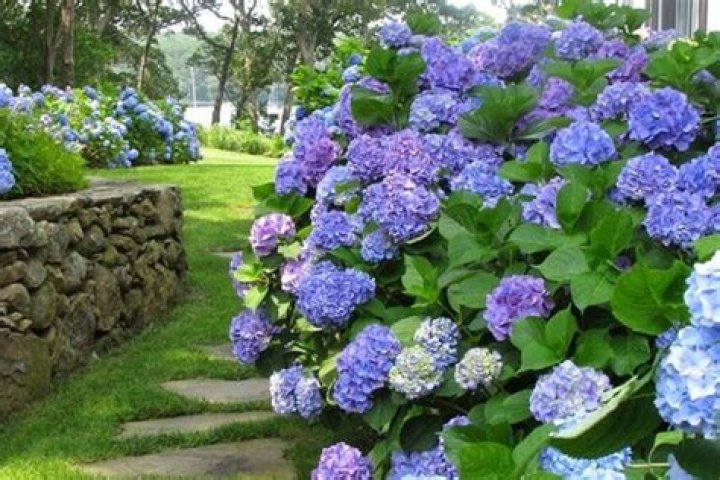 Quais as flores que suportam o sol forte?