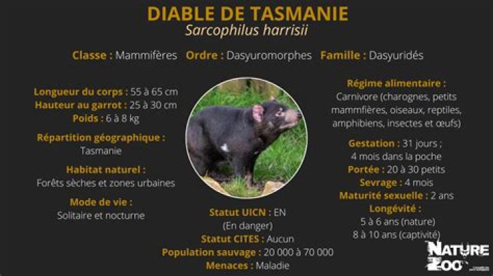 Quelle est la notion de diable de Tasmanie?