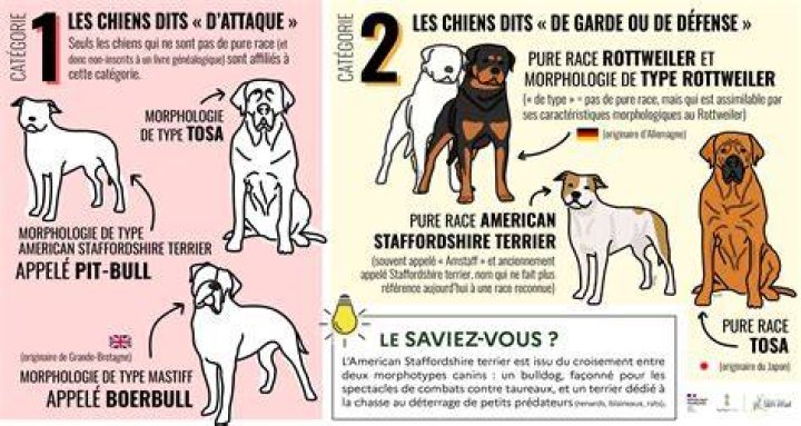 Quelle race de chien provoque le plus de morsures?