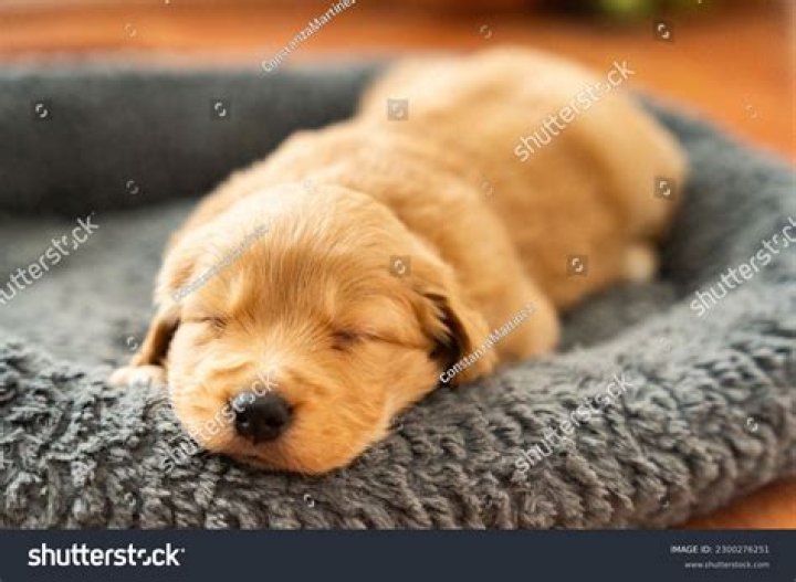 Should I let my puppy sleep after vomiting?
