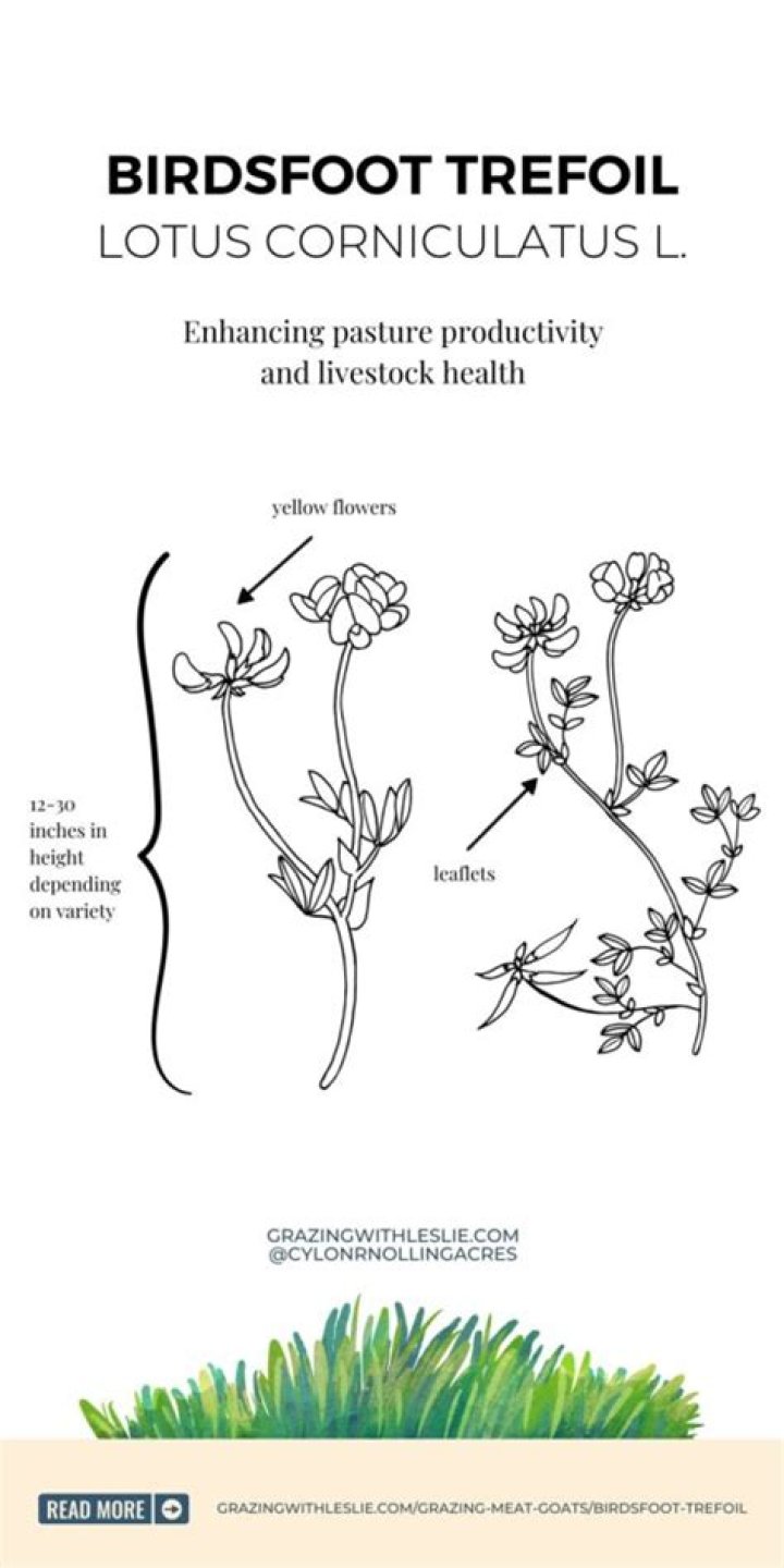 Should I plant birdsfoot trefoil?
