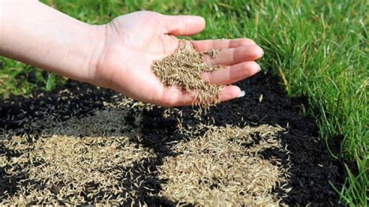 Should I till my yard before planting grass seed?