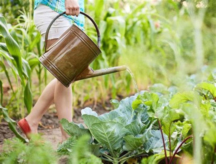 Should I water vegetable garden every day?