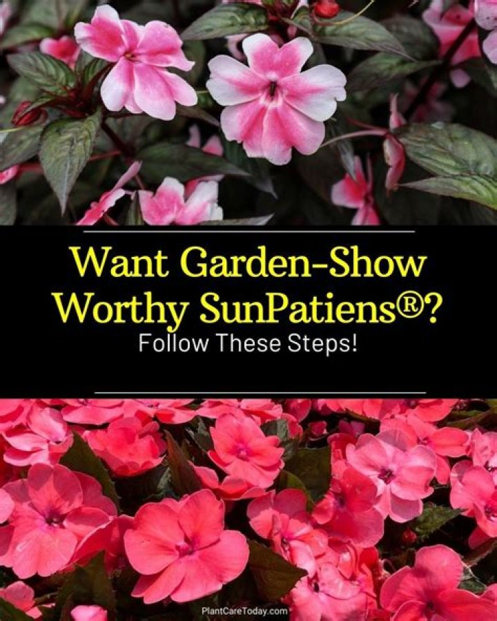 Should SunPatiens be cut back?