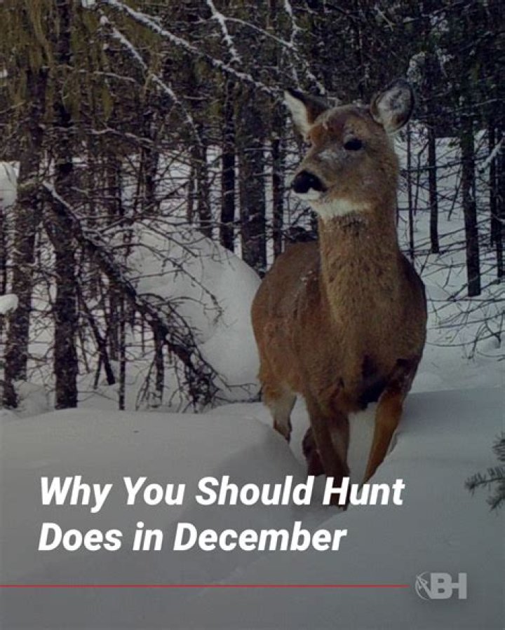 Should you hunt scrapes during rut?