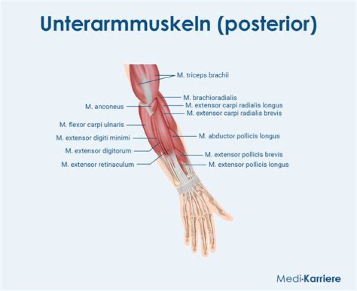 Was bedeutet Agonist in der Anatomie?