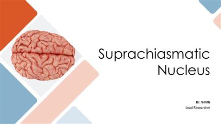 What activates suprachiasmatic nucleus?