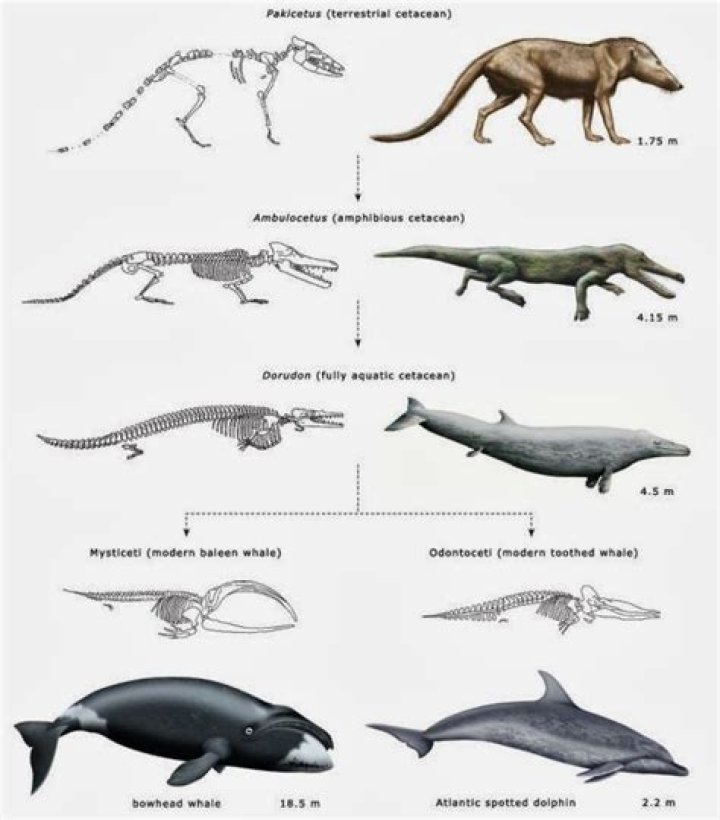 What adaptations did Ambulocetus gain from Pakicetus?