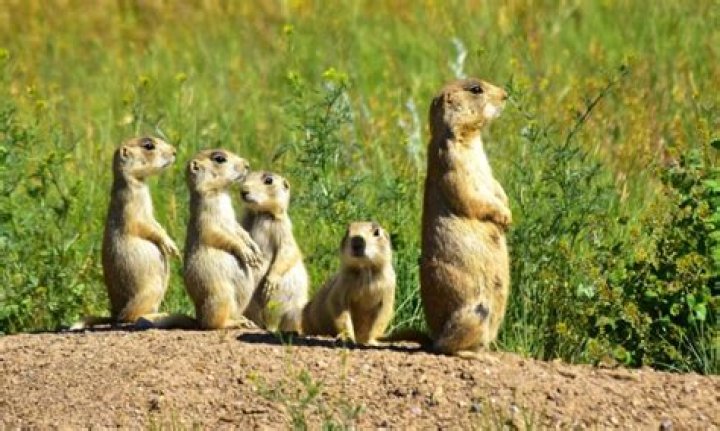 What adaptations do prairie dogs have?