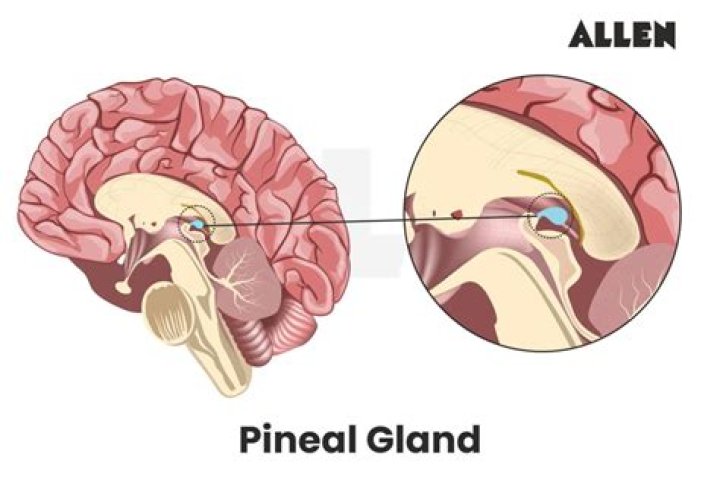 What affects the pineal gland?