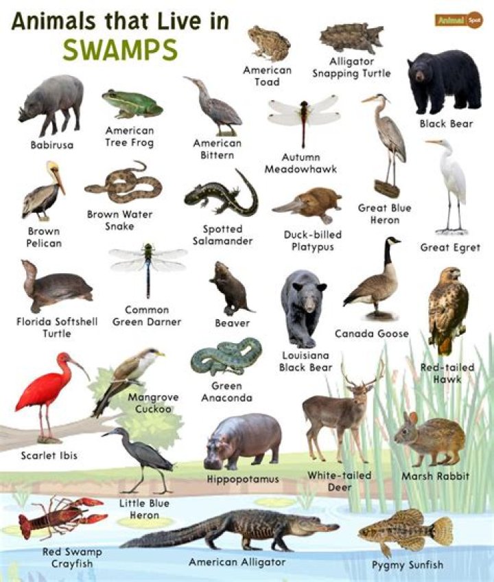 What airlines ship live animals?