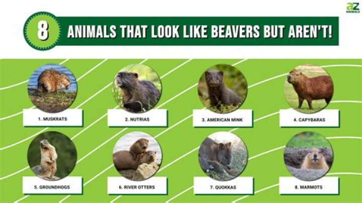 What animal looks like a bandicoot?