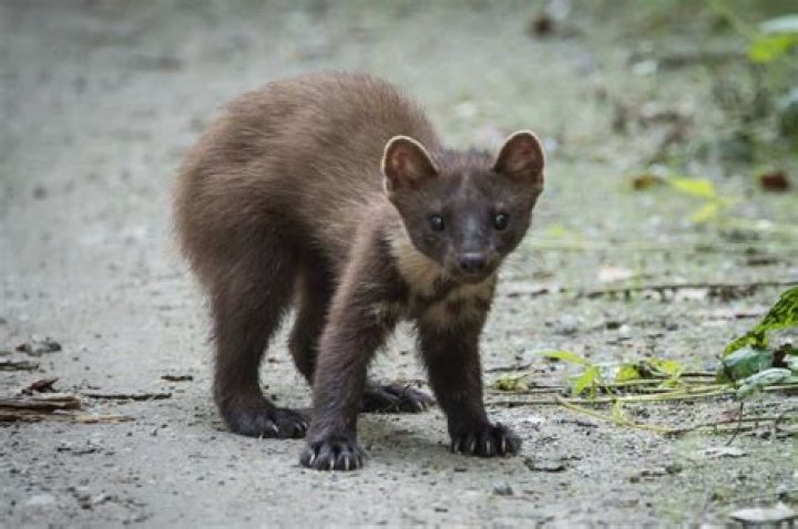 What animal looks like a weasel?