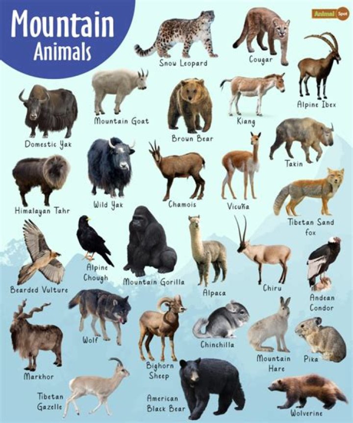 What animals are at Bays Mountain?
