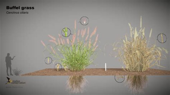 What animals eat buffel grass?
