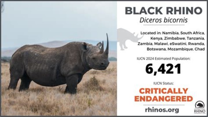 What animals eat the black rhino?