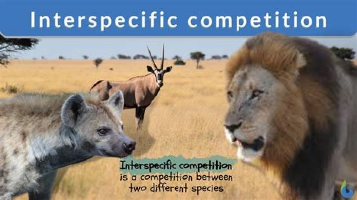 What animals have a competition relationship?