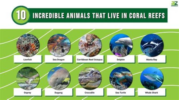 What animals live in a coral reef biome?