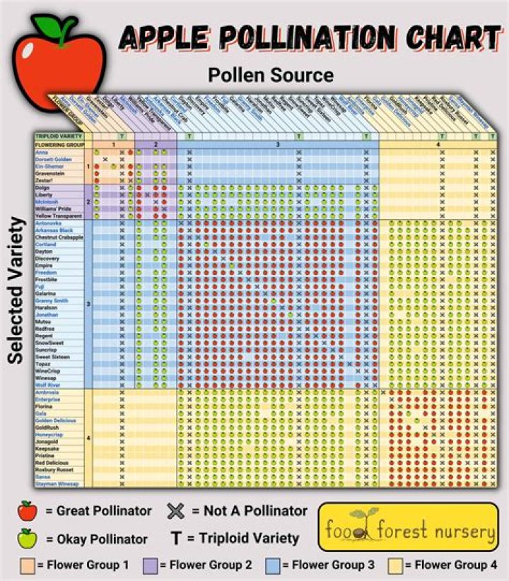 What apple trees bloom late?