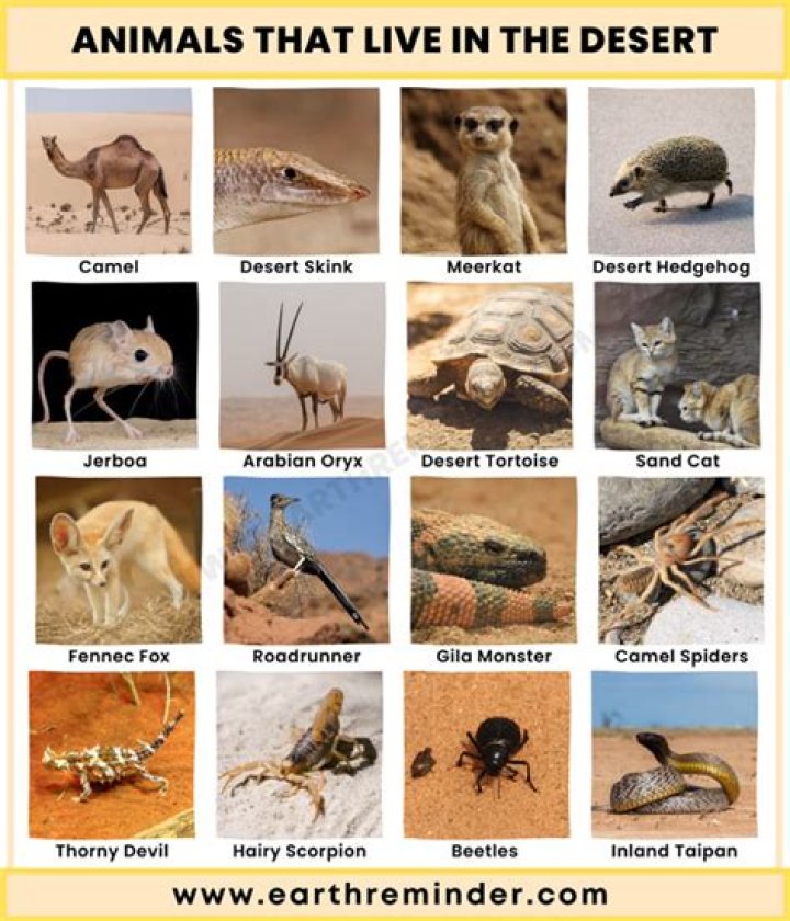 What are 3 dominant animals in the desert?