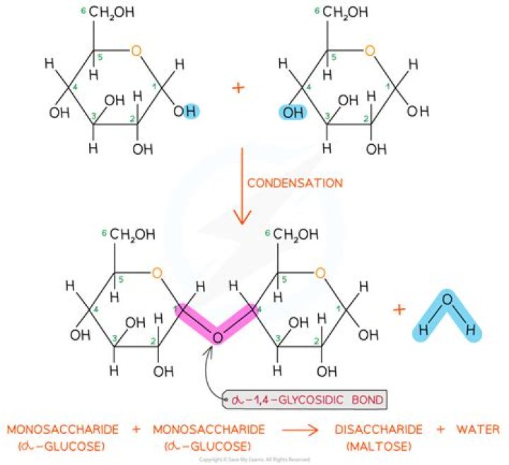 What are 3 glucose molecules together?