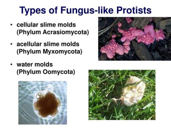 What are 3 types of fungus-like protists?